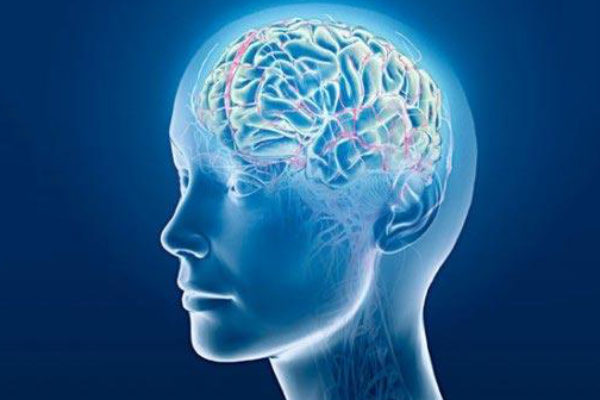 Brain